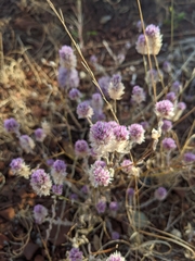 Ptilotus helipteroides