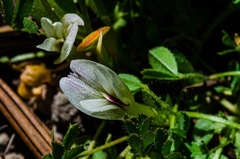 Trifolium monanthum