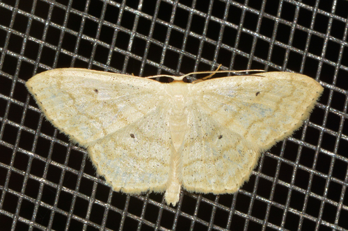 Large Lace-border Moth, photo 3 of 7
