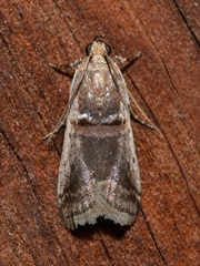 Acrobasis tumidulella
