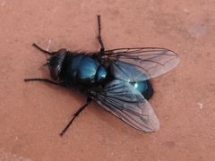 Protophormia terraenovae