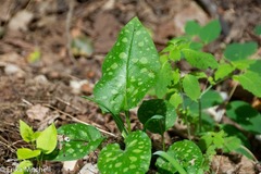 Pulmonaria saccharata
