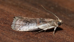 Acrobasis tumidulella