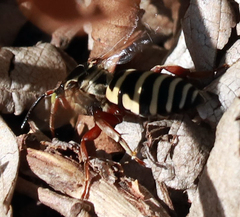 Triepeolus subnitens