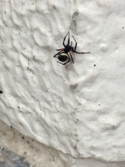 Steatoda cingulata