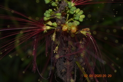 Calliandra houstoniana calothyrsus