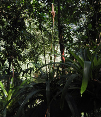 Guzmania calothyrsus