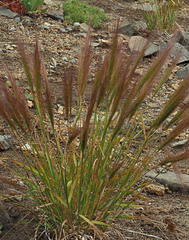 Elymus elymoides elymoides
