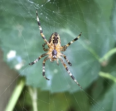 Araneus diadematus