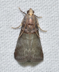Acrobasis stigmella