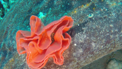 Hexabranchus