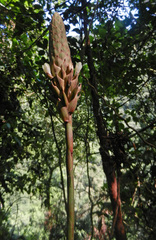 Guzmania calothyrsus