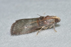Acrobasis stigmella