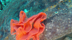 Hexabranchus
