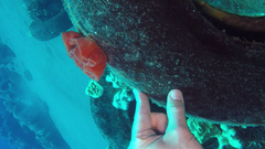 Hexabranchus