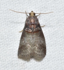 Acrobasis stigmella
