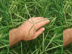 Digitaria sanguinalis