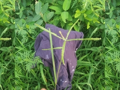 Digitaria sanguinalis