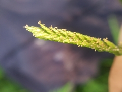 Digitaria sanguinalis