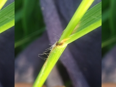 Digitaria sanguinalis