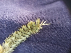 Digitaria sanguinalis