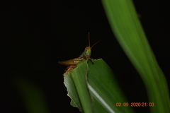Caryanda spuria