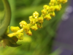 Ambrosia artemisiifolia