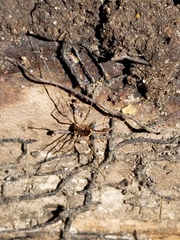 Leiobunum ventricosum