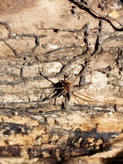 Leiobunum ventricosum