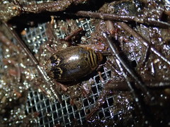 Acilius abbreviatus