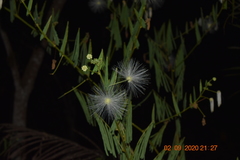 Zapoteca portoricensis