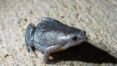 Elachistocleis pearsei