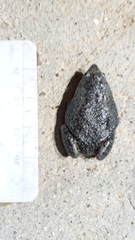 Elachistocleis pearsei