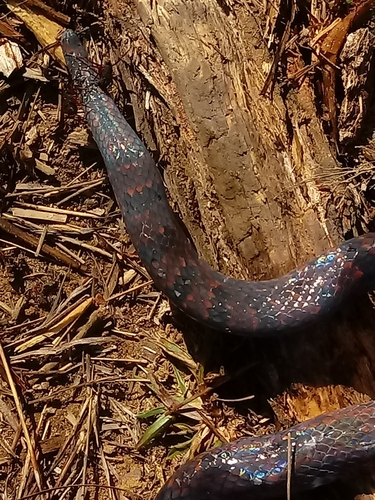 Photo of a Atractus zebrinus (Atractus zebrinus)