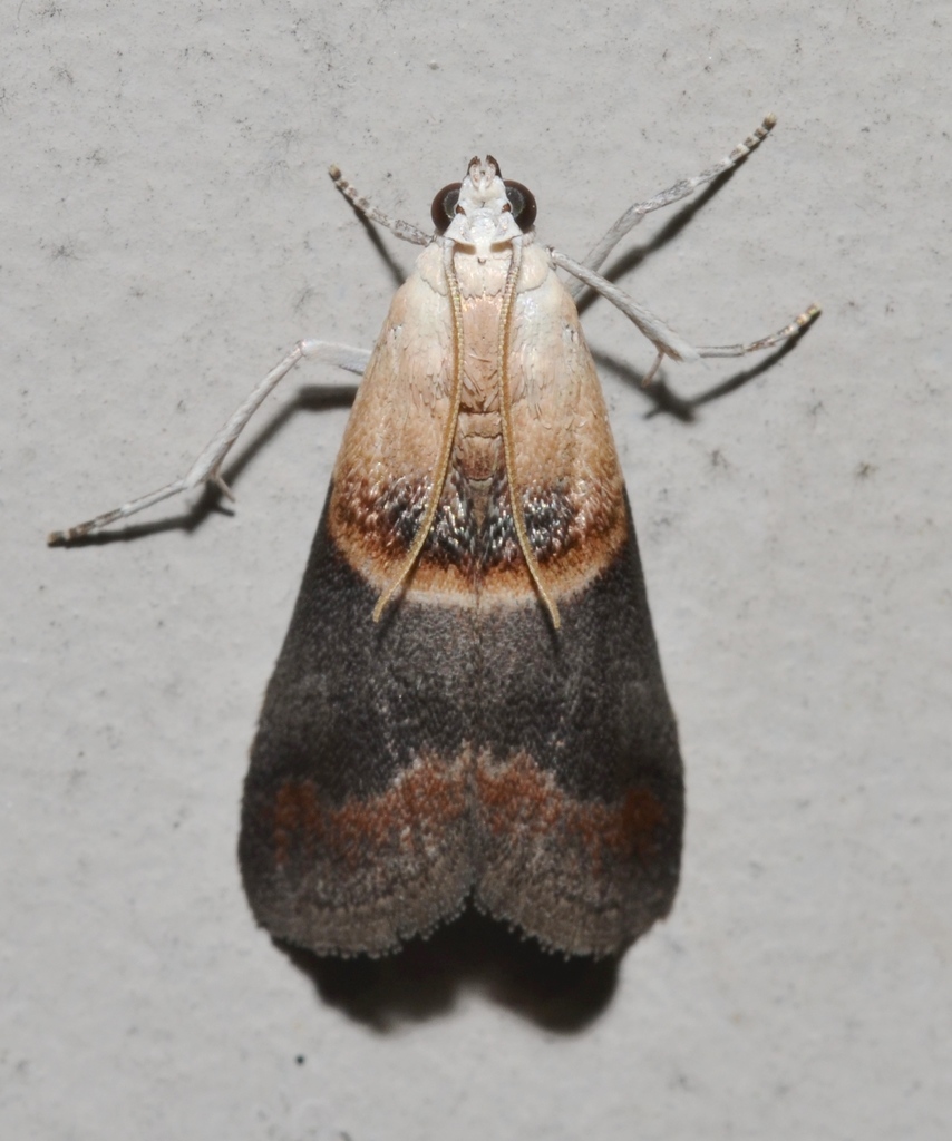 Walnut Shoot Moth