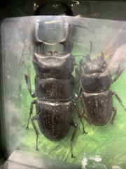 Serrognathus titanus