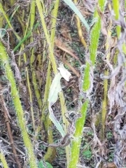 Hieracium longipilum