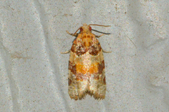 Argyrotaenia kimballi