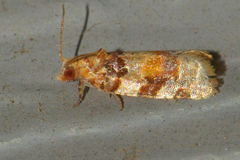 Argyrotaenia kimballi