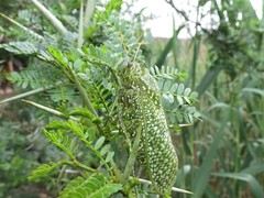 Physemacris variolosa