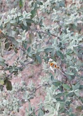 Buddleja mendozensis