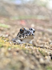 Fejervarya kawamurai