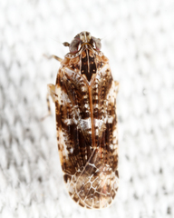 Catonia cinctifrons