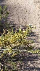 Baccharis grisebachii