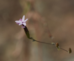 Lessingia micradenia micradenia