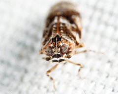 Catonia cinctifrons