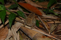 Ingerophrynus biporcatus