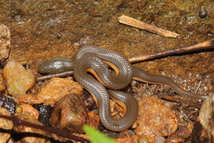 Opisthotropis lateralis