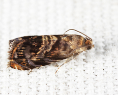 Grapholita prunivora