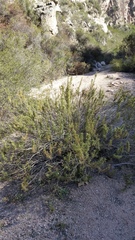 Baccharis grisebachii